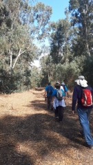 Almagor Hiking Group in Hadera's eucalyptus forest, Sharon Almagor hiking group in Hadera's eucalyptus forest, Sharon, Israel