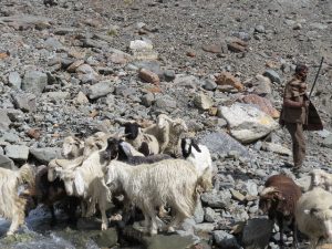 Sheep and herder on road rom Jispa to Leh