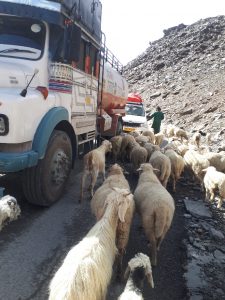 Sheep and trucks on road from Jispa to Leh, Ladakh