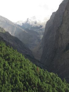 Snowy peak and tree line. Himachal Pradesh. The road from Manali to Leh. Snowy peak and tree line. Himachal Pradesh. The road from Manali to Leh.