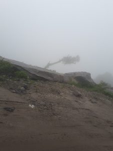Tree in fog on the road from Manali to Leh, Himachal Pradesh