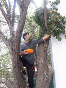 Ismail picking apricots for me, Peace Guesthouse Leh