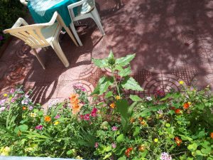 Peace guesthouse Leh, garden