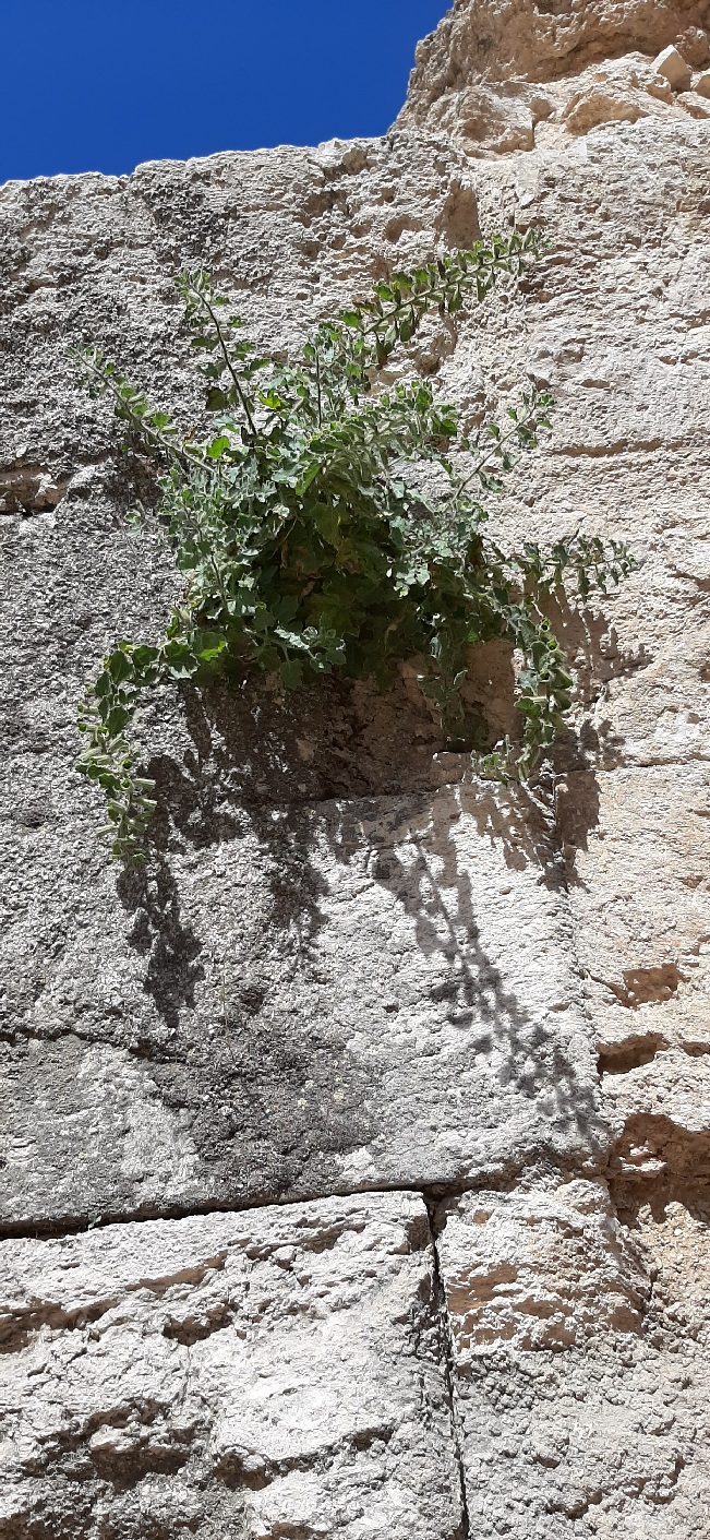 Growing in the wall at Herodium National Park