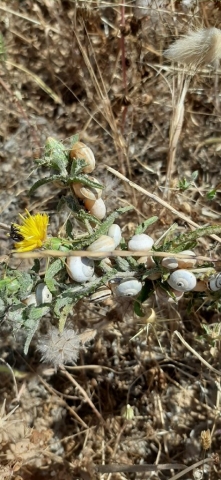 Common beach snails hibernating on vegetation. Apollonia Common beach snails hibernating on vegetation. Apollonia