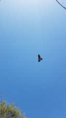 Crow in Apollonian skies Crow in Apollonian skies