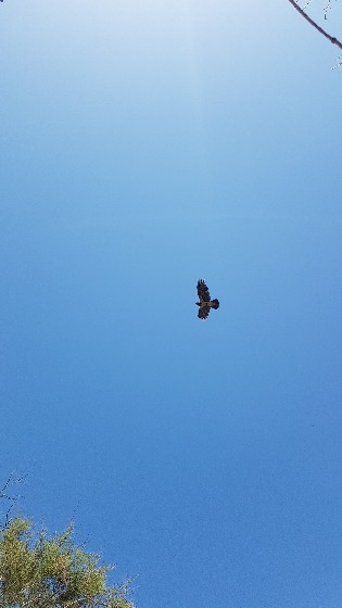 Crow in Apollonian skies