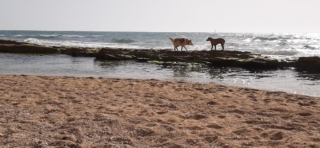 Dogs on sea ledge. Apollonia Beach Dogs on sea ledge. Apollonia Beach