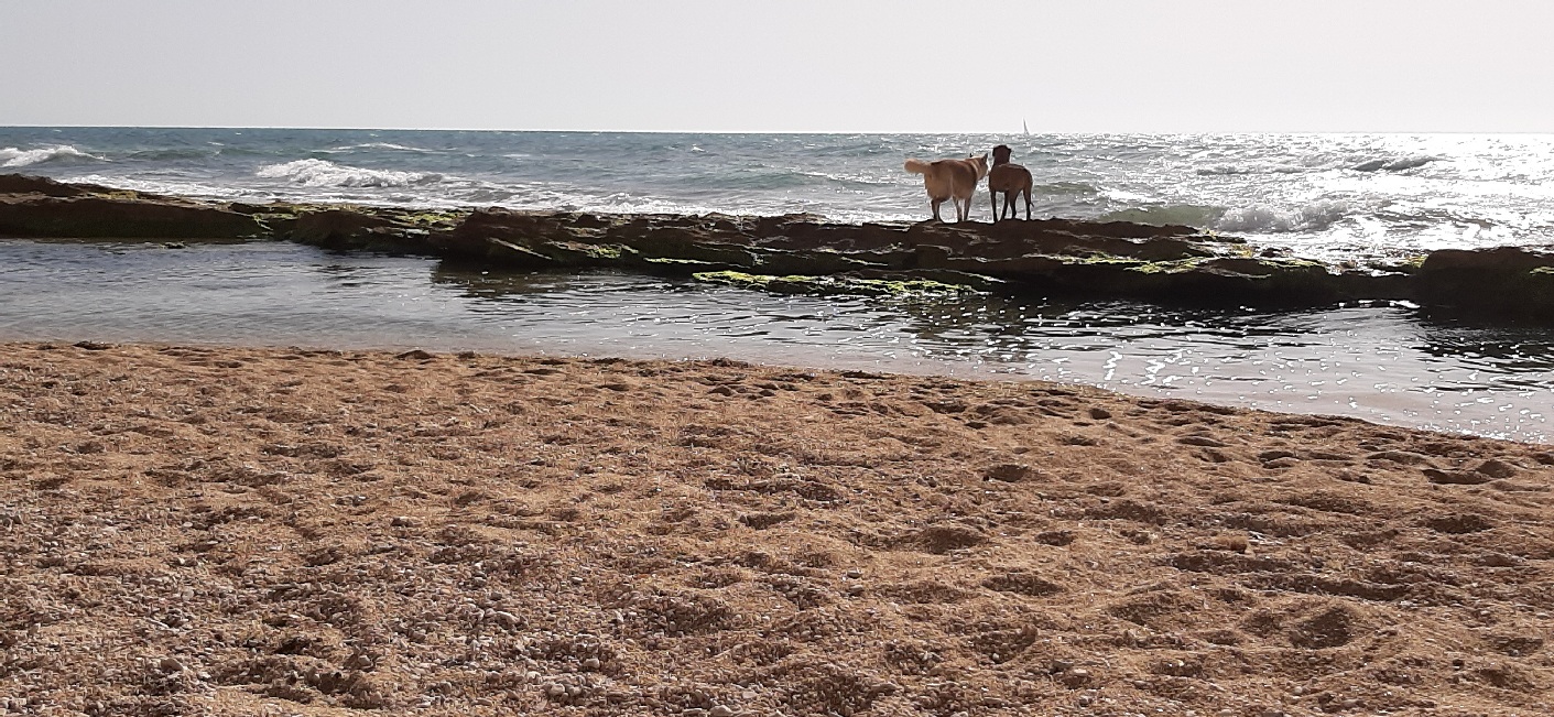 Dogs on sea ledge. Apollonia