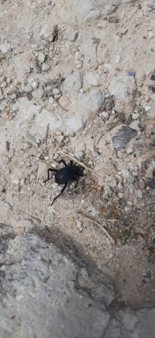 Dung beetle in desert soil, Herodium National Park