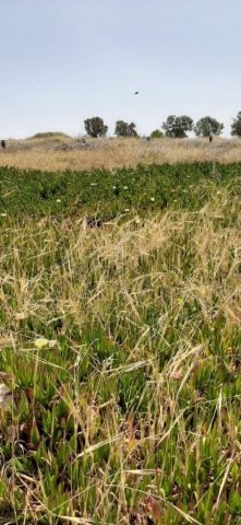 Early summer landscape Early summer landscape