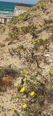 Evening primroses in kurkar. Apollonia Evening primroses in kurkar. Apollonia