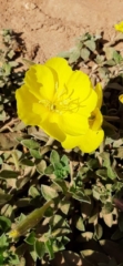 Evening primrose, Apollonia National Park Evening primrose, Apollonia National Park