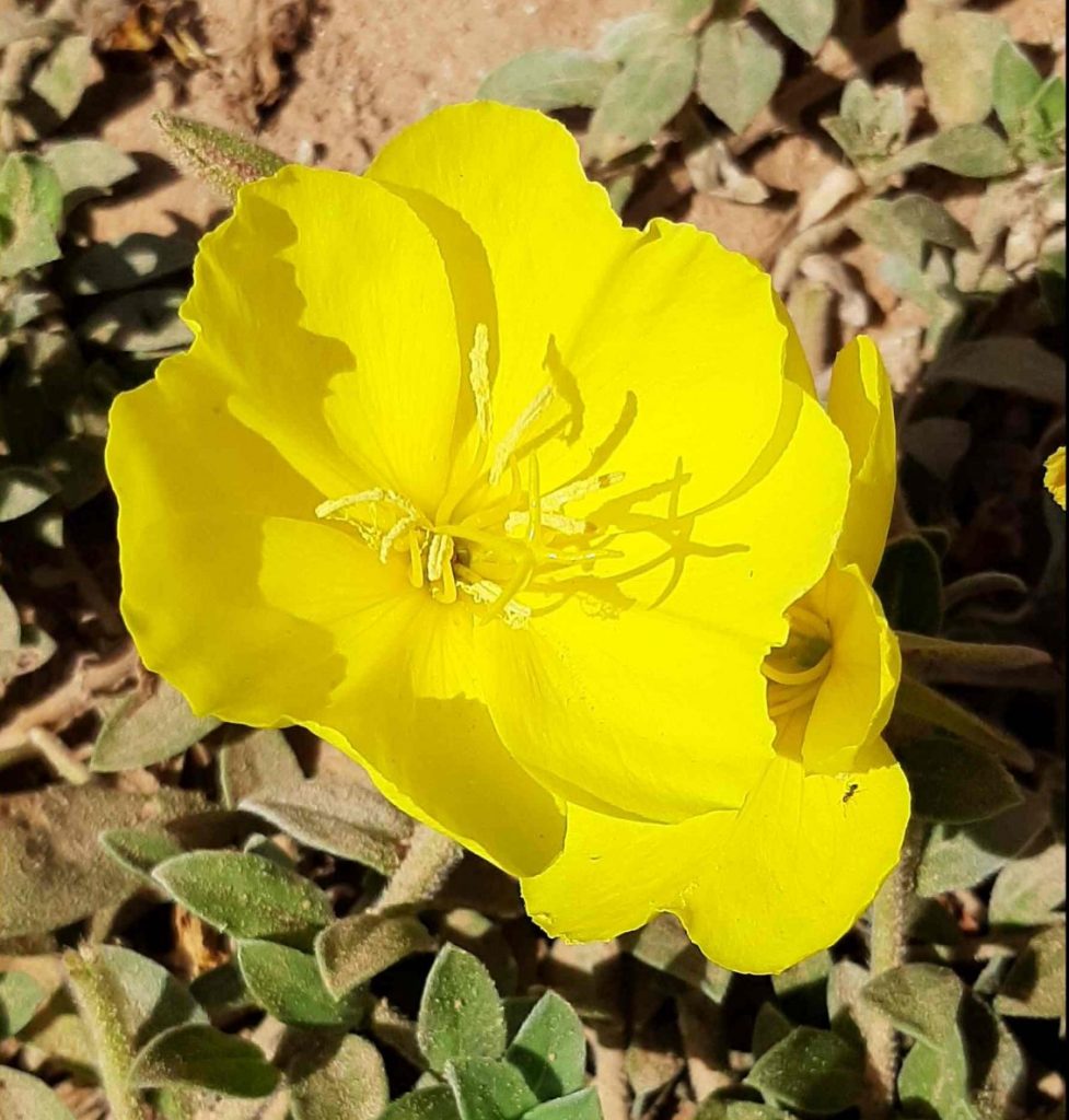 Evening primrose, Apollonia National Park, the kurkar cliffs