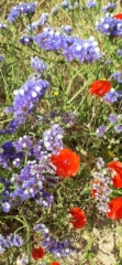Glaucium conrniculatum (red horned poppy) and Limonium virgatum (sea lavender). Apollonia Glaucium conrniculatum (red horned poppy) and Limonium virgatum (sea lavender). Apollonia National Park