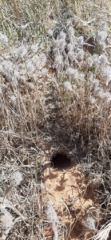 Grasses and a burrow. Apollonia National Park Grasses and a burrow. Apollonia National Park