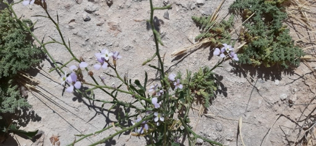 Looks like Maresia pulchella. Found at Herodium after a rainy season