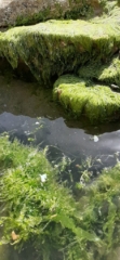 Seaweed at low tide Seaweed at low tide