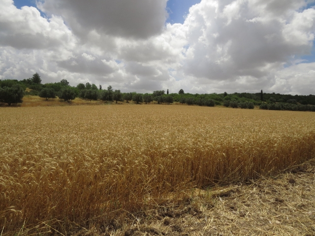 Wheat fields in Emek Ha'Ela, Israel