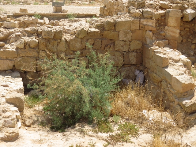 Abandoned by humans. Taken by plants. Mamshit Abandoned by humans. Taken by plants. Mamshit