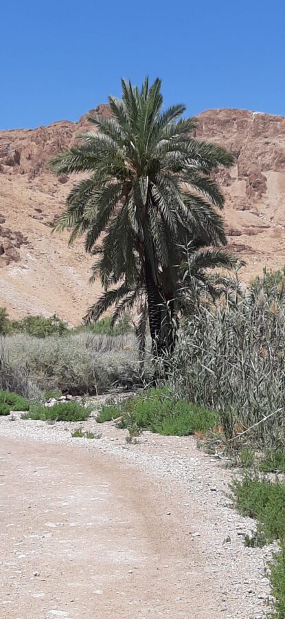 Beautiful palm trees at Einot Tzukim National Park