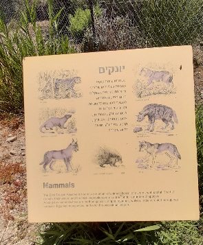 Board describing mammals at Einot Tzukim Nature Reerve