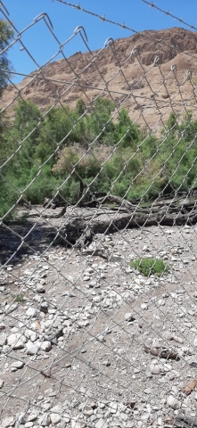 Burned trees. Einot Tzukim Nature Reserve Burned trees. Einot Tzukim Nature Reserve