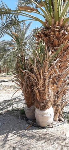 Date palms ready for planting near Ovnat Date palms ready for planting near Ovnat