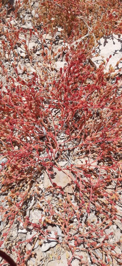 Desert plant clung to soil at Einot Tzukim Nature Reserve