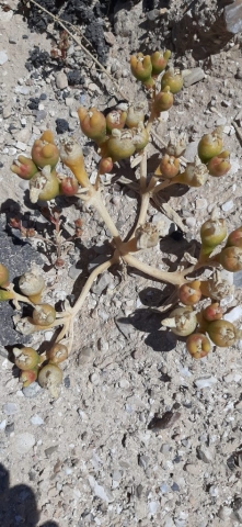 Desert plant in along the fence of nature reserve. Einot Tzukim Desert plant in along the fence of nature reserve. Einot Tzukim