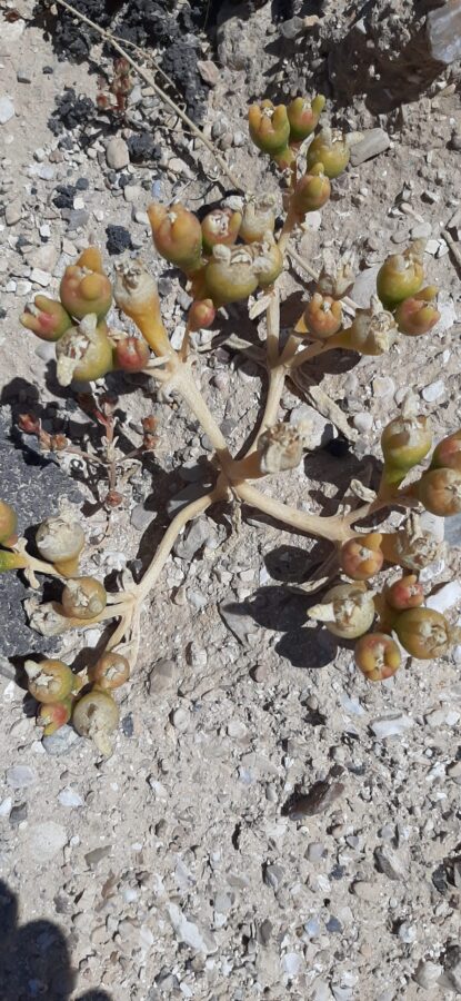 Desert plant in along the fence of nature reserve. Einot Tzukim