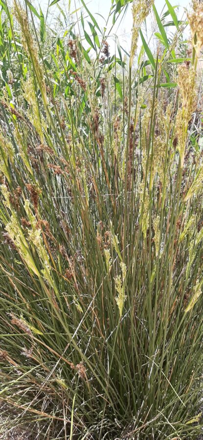 Desert plants. Einot Tzukim Nature Reserve