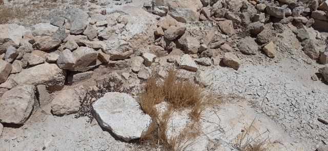 Desert vegetation inevitable takeover of the city. Mamshit