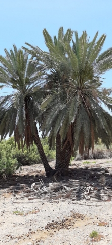 Fractionating at source. Beutiful palm trees at Einot Tzukim Nature Reserve Fractionating at source. Beutiful palm trees at Einot Tzukim Nature Reserve