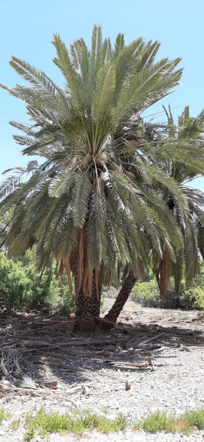 Fractionating at source. Elegant palm trees at Einot Tzukim Nature Reserve