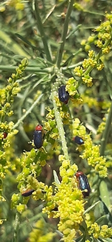 Insects on vegetation at Einot Tzukim Nature Reserve Insects on vegetation at Einot Tzukim Nature Reserve