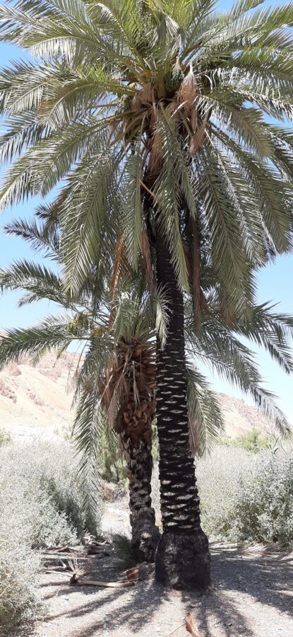 Magnificent palm trees at Einot Tzukim Nature Reserve