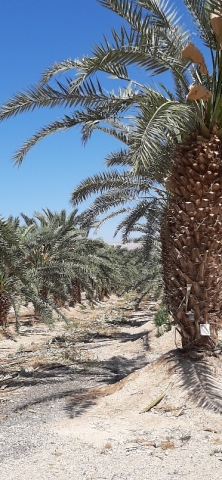 Palm plantation by Ovnat. Palm plantation by Ovnat.