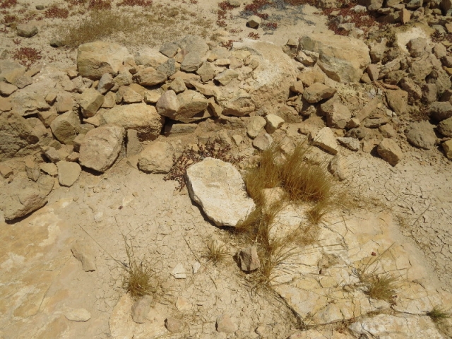 Ruins and desert plants. Mamshit