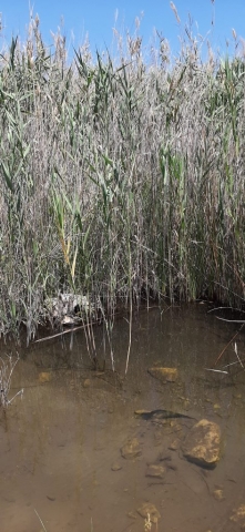 Common reeds with water. Einot Tzukim Nature Reserve