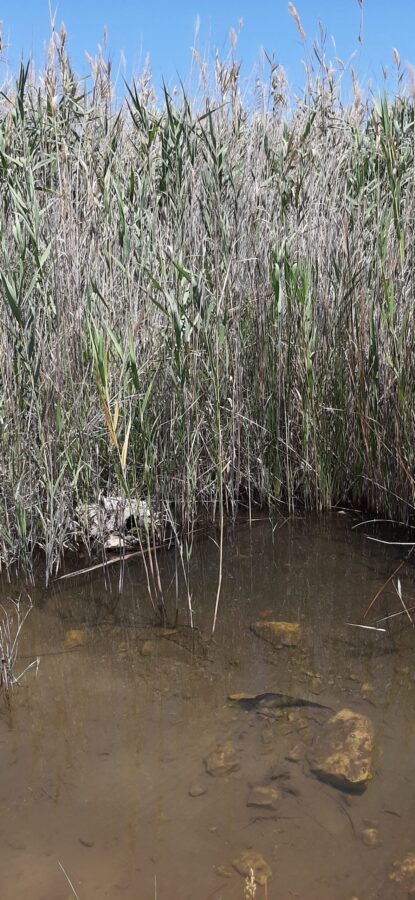 Common reeds with water. Einot Tzukim Nature Reserve