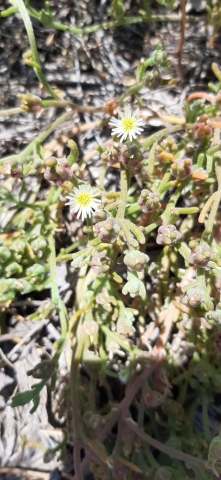 Succulent bloom. Einot Tzukim Nature Reserve Succulent bloom. Einot Tzukim Nature Reserve