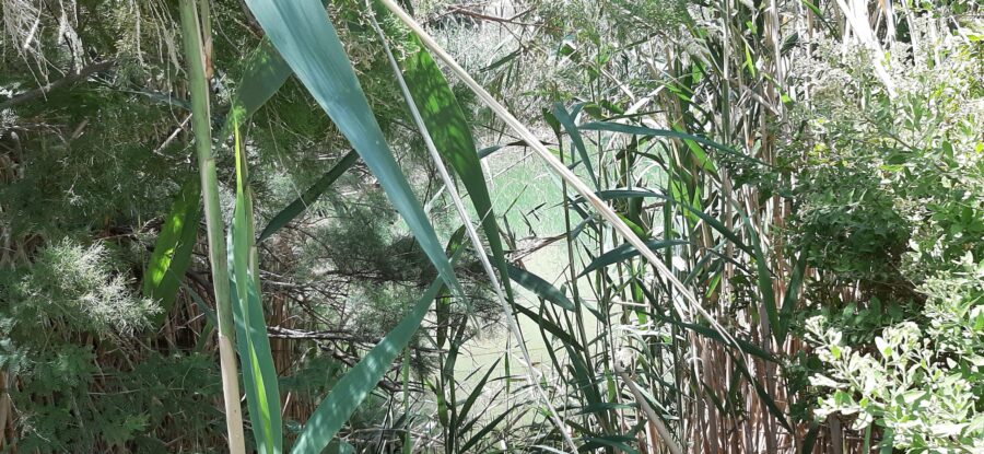 The hidden reserve. Einot Tzukim Nature Reserve