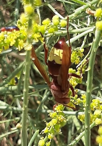 Wasp on vegetation in drier part of Einot Tzukim Nature Reserve Wasp on vegetation in drier part of Einot Tzukim Nature Reserve