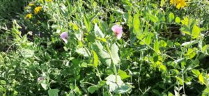 Sweet pea in the wild - Bitronot Ruhama