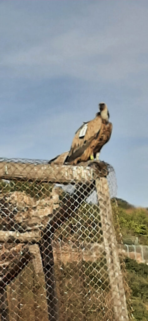 Griffon Vulture considering flight. Hai-Bar Carmel