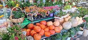 Druze market at Mas'ade, Golan Heights Druze market at Mas'ade, Golan Heights