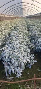 Forest Peony in hot houses, Upper Galilee