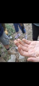 Guide demonstrating a Stick insect