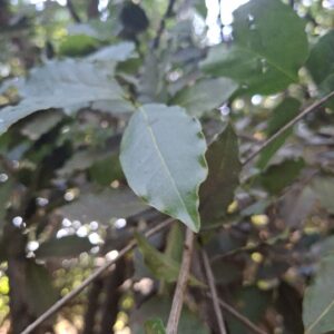 Lost City - Bay Laurel forest